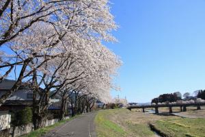 久慈川河川敷の桜