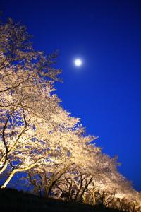 久慈川河川敷の夜桜