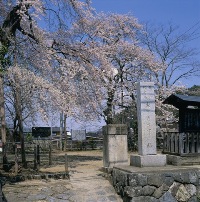 向ヶ岡公園の桜