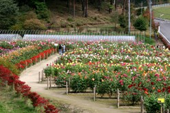 02湯遊ランドはなわ ダリア園