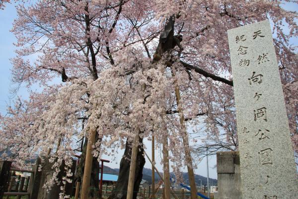 向ヶ岡公園桜開花状況(3)