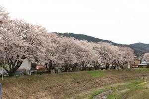 サイクリングロード桜