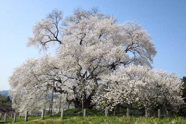 【矢祭町】戸津辺のサクラ