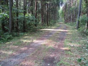 林道風景